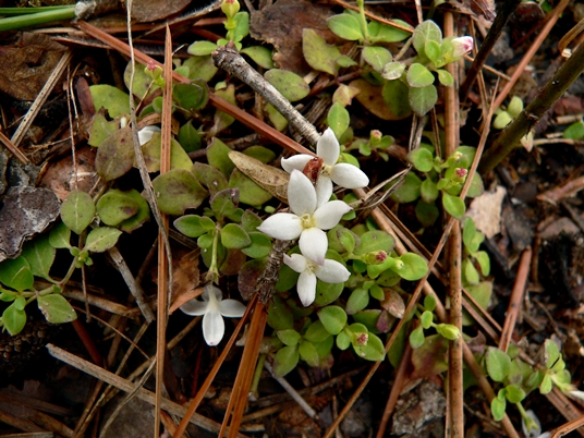 {Houstonia procumbens}